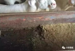 羊圈吃瓜爆料图片大全集,揭秘娱乐圈幕后真相图片大揭秘